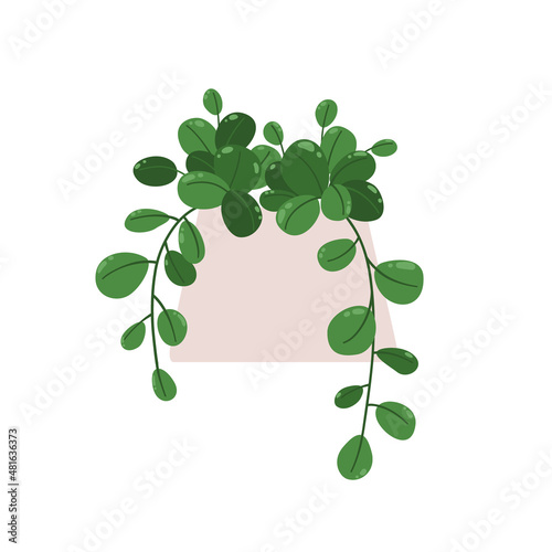 Hoya Obovata. Vector illustration of a houseplant in a pot. Isolated on white background.