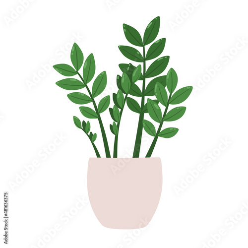 Zamioculcas zamiifolia. Vector illustration of a houseplant in a pot. Isolated on white background.