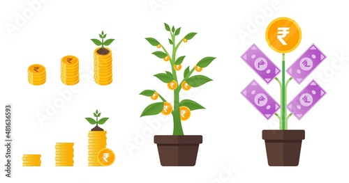 Indian Rupee Money Tree Growing