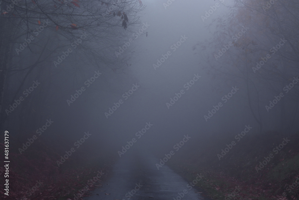 une petite route un soir de brouillard dans la campagne limousine une petite route un soir de brouillard dans la campagne limousine