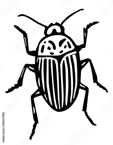 Colorado Beetle Vector Drawing. Detailed Potato Bug sketch. Leptinotarsa decemlineata. Colorado Beetle isolated on a white background. Hand drawn engraving illustration of pest insect.  photo