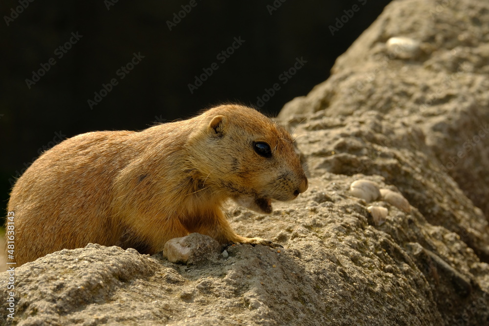 Black-Tailed Prairie Dog with opening mouth Black-Tailed Prairie Dog with opening mouth