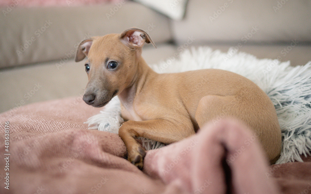 Adorable Italian greyhound puppy.  Pet concept. Little puppy dog in home.