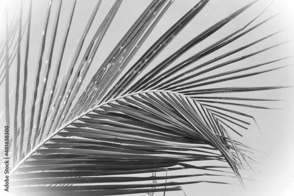 Obraz premium palm tree background