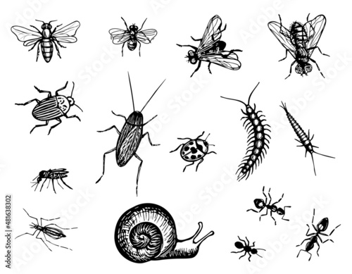 Insects Vector Drawing. Black and white sketch of beetles, flies, mosquitoes, snail, bug, ants, bee, cockroach, centipede. Hand drawn engraving illustration. Pest insect isolated on a white background