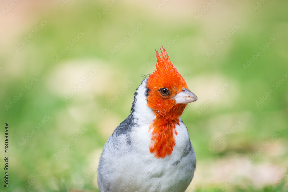 Fototapeta premium red cardinal portrait