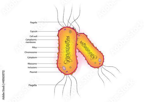 Biological Structure of Amphilophotrichous Bacteria