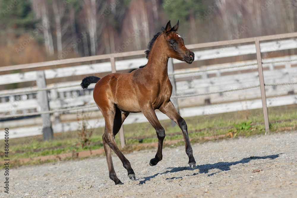 Young pretty arabian horse foal runs and frolics summer background Young pretty arabian horse foal runs and frolics summer background