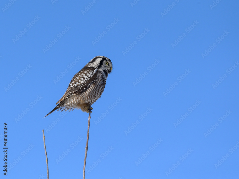 Fototapeta premium Northern Hawk Owl Perched on Top of the Stick on Blue Sky