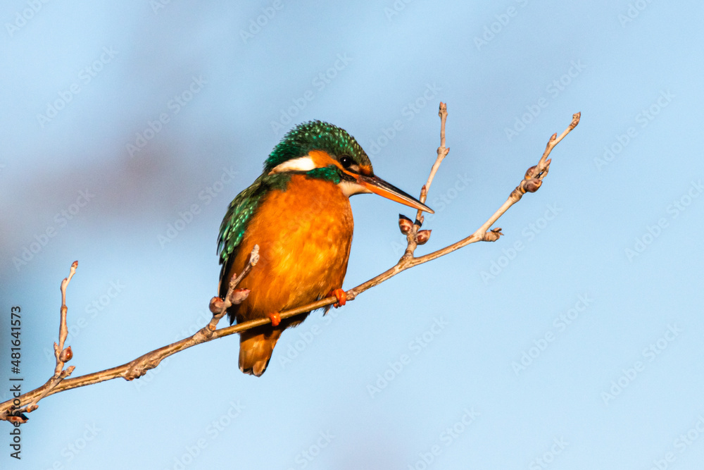 Common Kingfisher perched on a tree branch Common Kingfisher perched on a tree branch