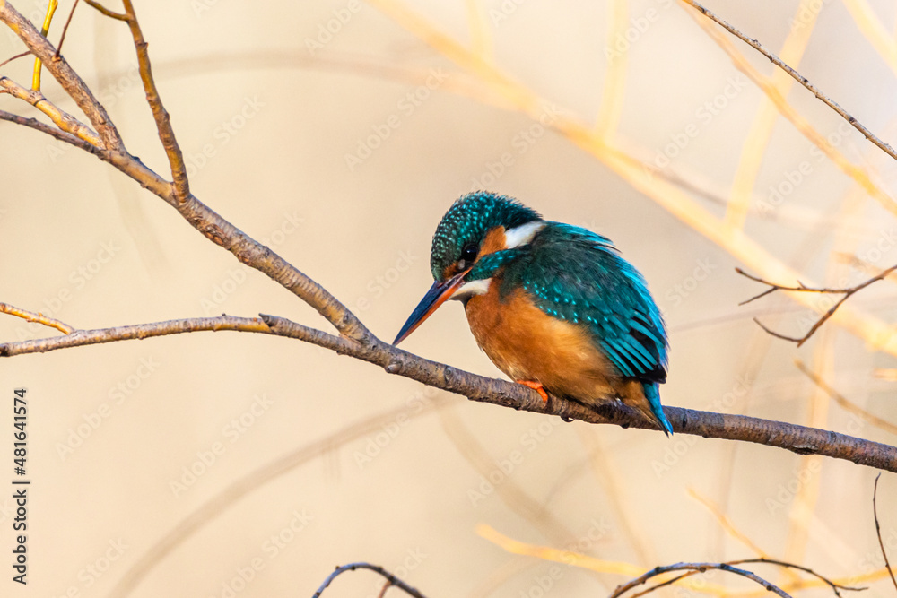 Common Kingfisher perched on a tree branch