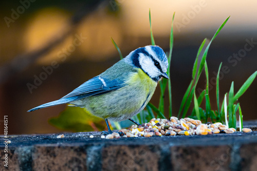 Eurasian Blue Tit, a winter morning in Provence
