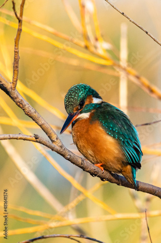 Common Kingfisher perched on a tree branch