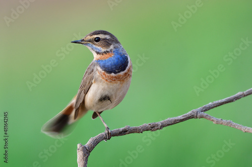 Bluethroat, most beautiful migratory bird to Thailand during winter easily found Fototapete