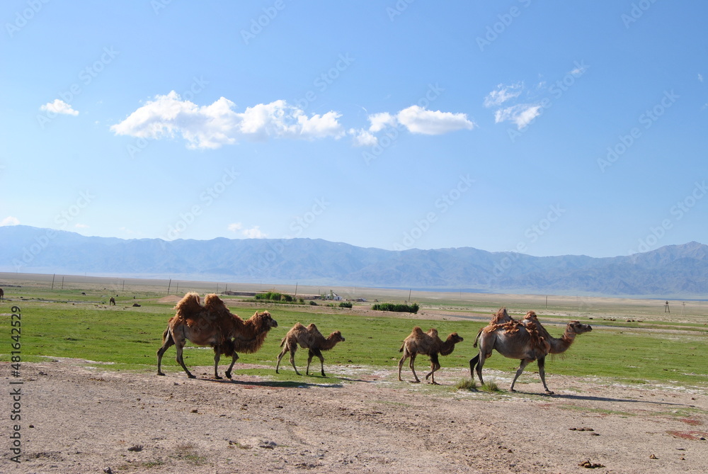 Camels in Kazakhstan. Camels in nature, against the background of mountains.