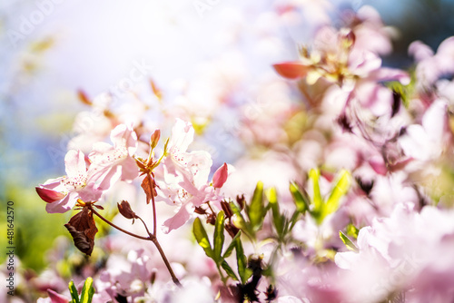 Summer flower or blossom