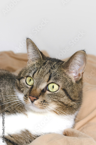 Gray shorthair domestic tabby cat lying in bed and looking away. Selective focus. © rorygezfresh