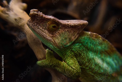 Fototapeta Naklejka Na Ścianę i Meble -  Calumma lizard is green, accent on the head. sitting on a branch. Filmed in the studio.