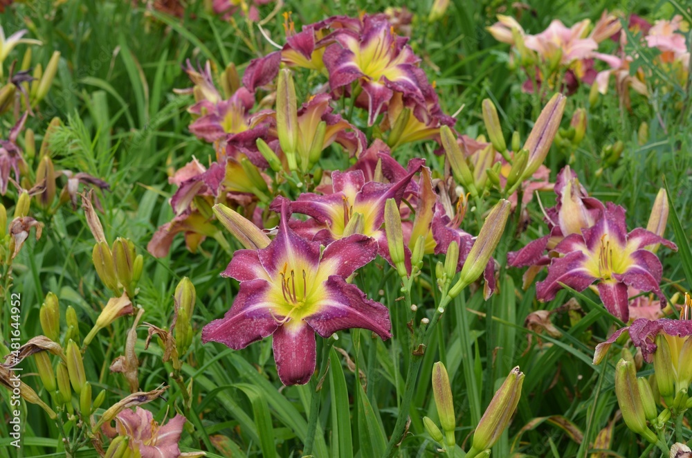 Fototapeta premium Blooming daylily, Hemerocallis 'Making Purple'