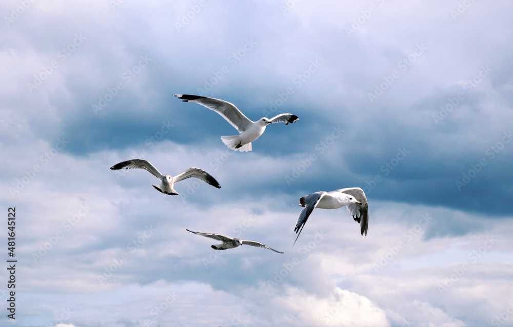 Seagulls fly over the Volga River in Yaroslavl Seagulls fly over the Volga River in Yaroslavl