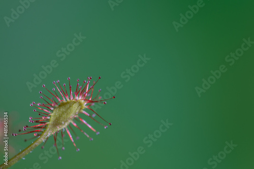 Kwiatostan rosiczki (Drosera) pokryty lepką wabiącą owady cieczą. 