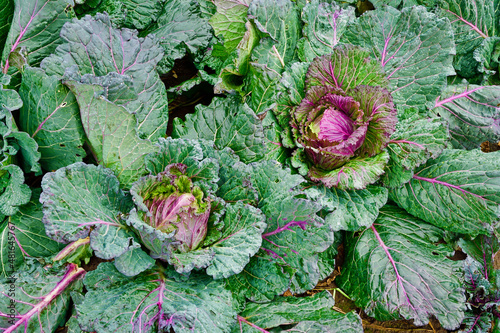 Close up of winter cabbage growing in the ground