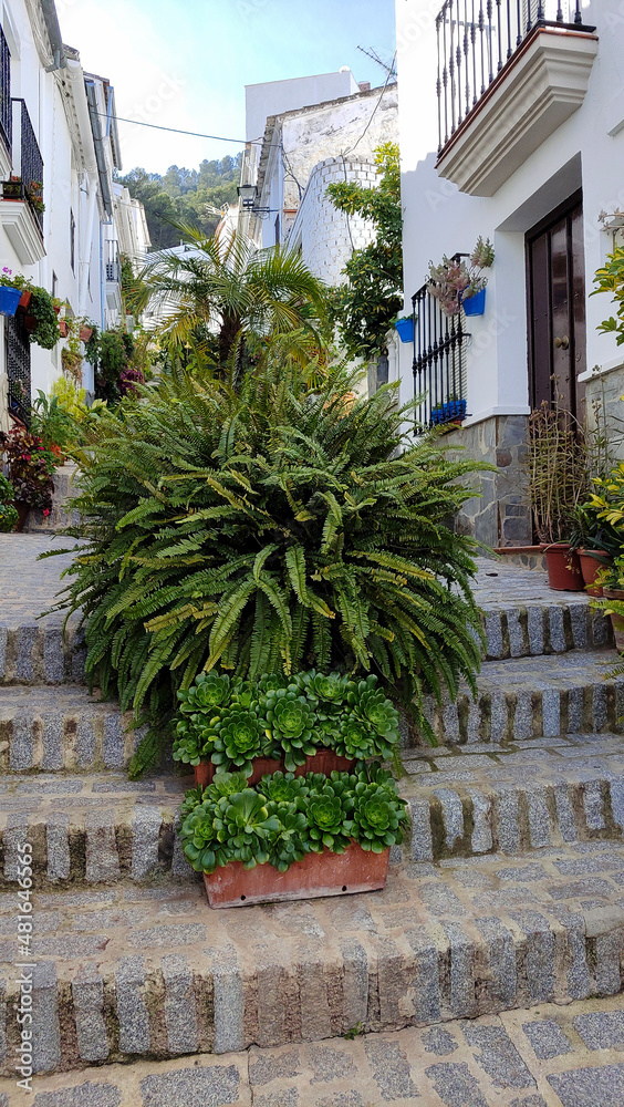 Naklejka premium Flowers in the street