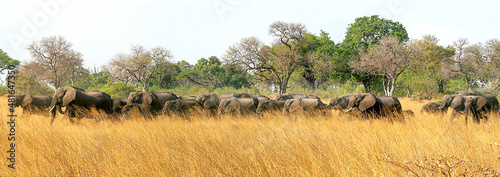 Part of a huge herd over 200 Elephants moving silently across the parched grasslands at the end of the dry season - Linyanti, Chobe, Botswana