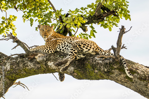 A large male Leopard lies in a tree alert and watching for prey in Moremi Game Reserve in Botswana photo