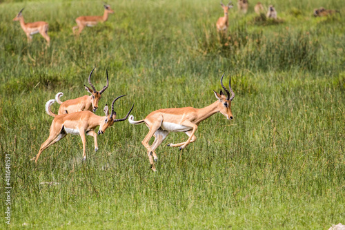 A group of bachelor Impalas pronking during the annual rut in Moremi Game Reserve in Botswana photo