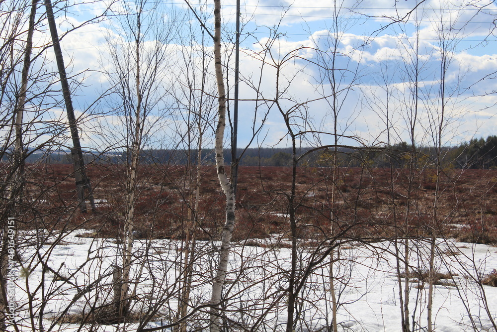 trees in the forest