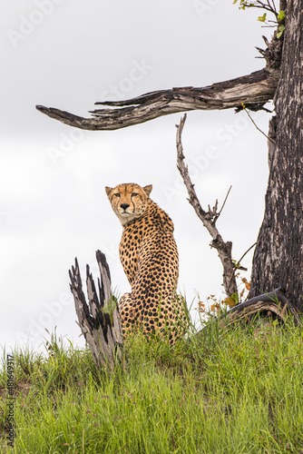 An adult male Cheetah alert for a meal in Moremi Game Reserve in Botswana