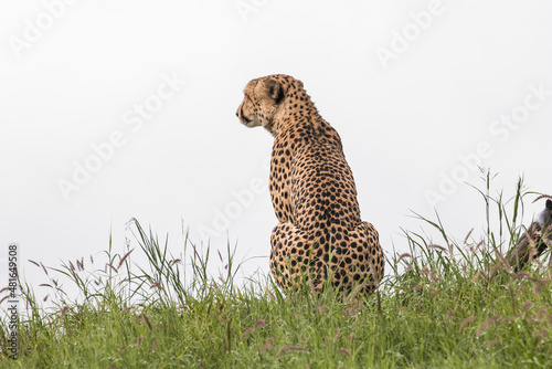 An adult male Cheetah alert for a meal in Moremi Game Reserve in Botswana photo