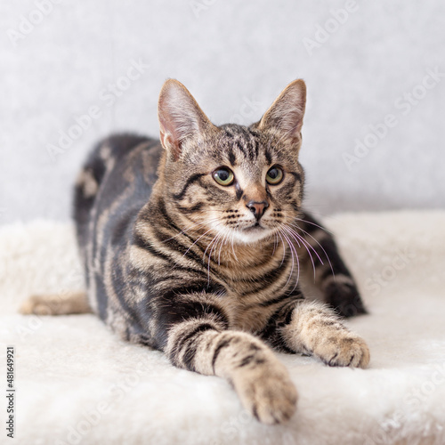 A kitten with black streaks on its fur lies on its couch and follows the toy out of the frame with its eyes © Ekaterina Kolomeets