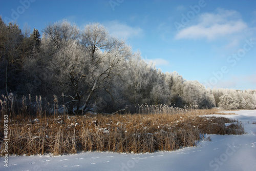 Frosty sunny day. A view from ice on the coast of the lake overgrown with the forest. In the foreground dry reed is allocated with beige color. Everything is decorated with hoarfrost.