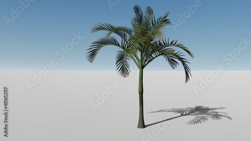 palmera #13