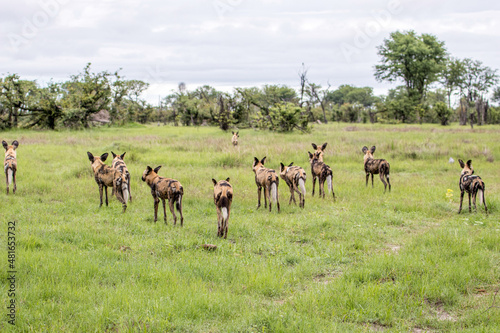 A pack of Wild Dogs hunting Impala in Moremi Game Reserve in Botswana