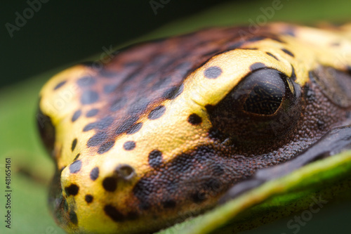 Obraz na płótnie Frog from Ecuador w salonie