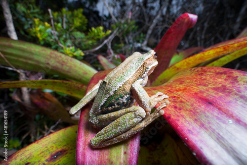 Frog from Ecuador Gastrotheca photo