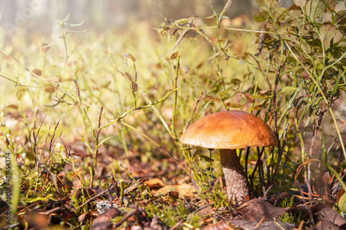 Podosinovik mushroom in its natural environment in the forest after rain