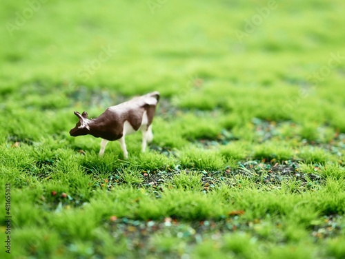 goat in the grass