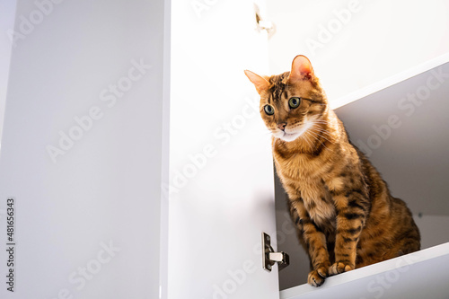 Funny ginger cat sitting on shelf. Playful bengal cat looking down from rack.