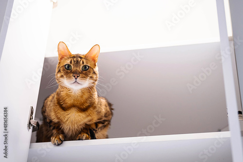 Funny ginger cat sitting on shelf. Playful bengal cat looking down from rack.