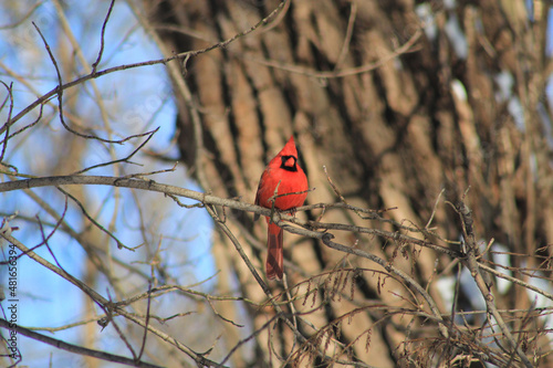 Fototapeta Red male cardinal bird sitting on the tree branch