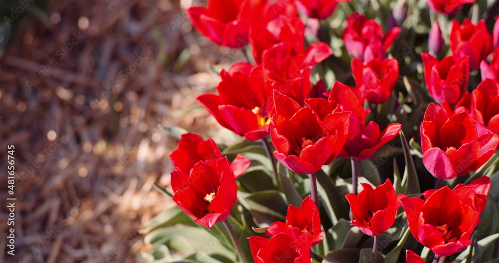 Fototapeta premium Blooming Red Tulips on Flowers Plantation Farm