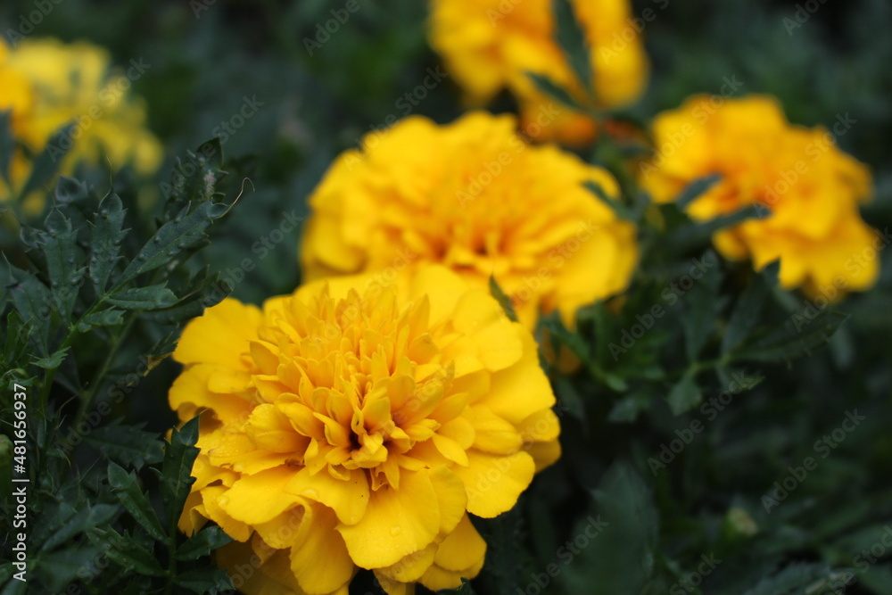 yellow flowers in the garden yellow flowers in the garden