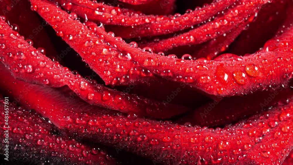 Red rose with water drops, dolly shot Red rose with water drops, dolly shot