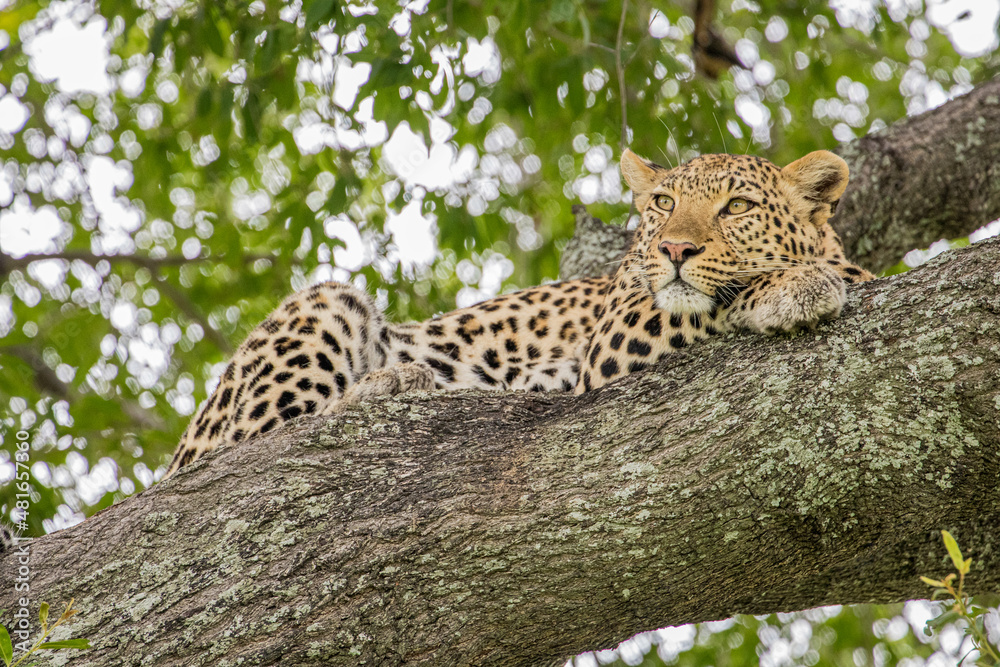 A Leopard lazing on a branch of a large tree in Moremi Game Reserve, Botswana A Leopard lazing on a branch of a large tree in Moremi Game Reserve, Botswana