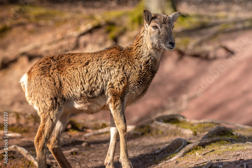 Europäisches Mufflonweibchen aufmerksam die Umgebung beobachtend. Fallow deer attentively observing the surroundings.