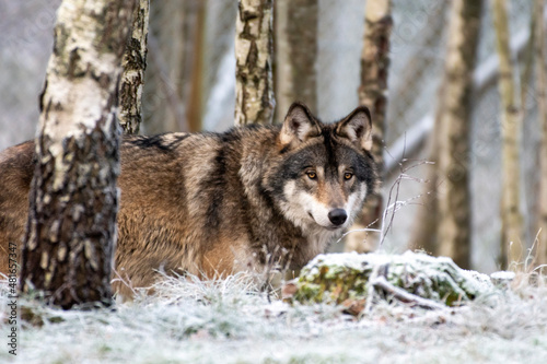 wolf in the snow